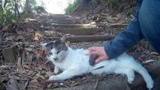 誰も居ない公園で 人懐っこいかわいい猫ちゃん と出会った。Friendly and cute cat