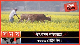 হলুদ সরিষা পাল্টে দিয়েছে পরিত্যক্ত জমির চিত্র! | Mustard Cultivation | Moulvibazar News | Somoy TV