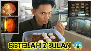 Telur Iguana Setelah 2 Bulan (Perkembangan Telur dan Media Tetas)