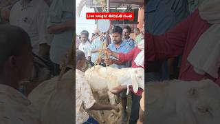 తిరుపతి సంత లైవ్ weight👉#trending #goat #kvh #animals #vnews