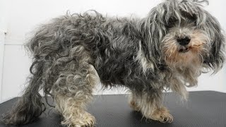 MATTED to the SKIN! Sweet 16 year old dog gets a fresh start
