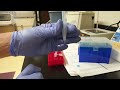 How to Isolate DNA Bands After Getting Double Bands with PCR? #Tutorial