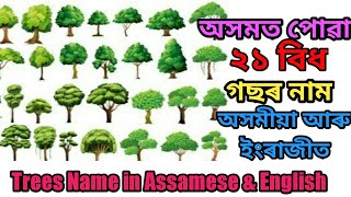 অসমত পোৱা ২১বিধ গছৰ নাম অসমীয়া আৰু ইংৰাজীত || Tree Name in Assamese \u0026 English||গছৰ নাম||