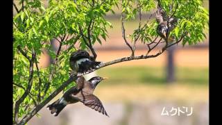 福岡県営中央公園の鳥たち 2