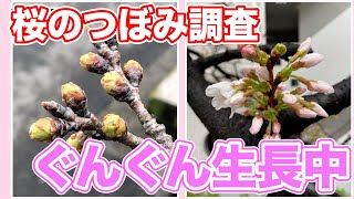 西、東日本の桜は開花カウントダウン　つぼみの日々の変化が大きい時期