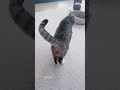 so adorable and cute cats 😂😂😂 cat shortvideo cute funny short funnyvideo