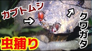 【キャンプ】夏の山奥でクワガタ探し！