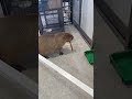 capybara chewing on a stick capybara animals funny japan