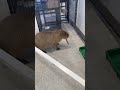 capybara chewing on a stick capybara animals funny japan