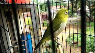 PLECI MONTANUS GACOR NGOTOT