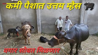 अतिशय कमी पैशात म्हैस बघा पुसद बैल बाजार #bailbazar #bailgadasharyat #shankarpat bail bajar video