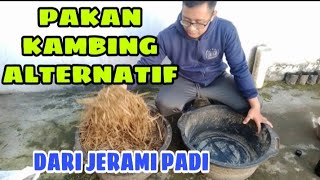 CARA MEMBUAT PAKAN KAMBING DARI BAHAN JERAMI PADI TANPA FERMENTASI