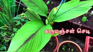 கருமஞ்சள் செடி வளர்ப்பு | Black turmeric plant | Curcuma caesia | #blackturmeric #kalihaldi