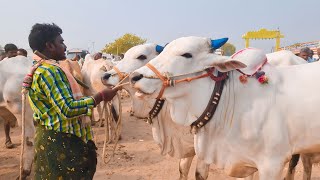 ఐజ సంతలో ఎద్దుల రేట్లు-bulls market ieeja-cattle market ieeja-ox market ieeja-bull market ieeja-oxen