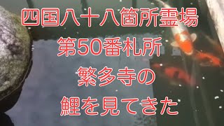 四国八十八箇所霊場の第50番札所　繁多寺の鯉を見てきた