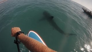 Paddleboarding with a Great White