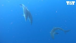 Incredible Moment Dolphins Chase Off Shark To Protect Divers