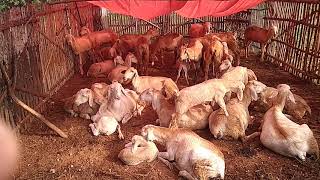 ஆடு வளர்ப்பு பனி \u0026 அடைமழை | கூடாரம் |⛺tent | To keep the sheep from getting wet during snow and rain