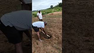 planting nutmeg #nutmeg