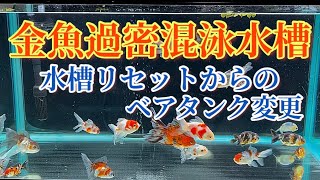 【金魚過密混泳水槽】ベアタンク　過密飼育の挑戦の舞台で新たな幕が開ける