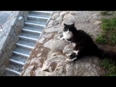 Black and white cats by the sea Black and white cats by the sea