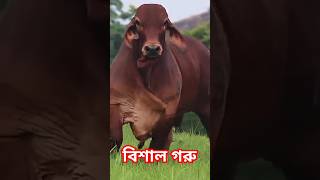 বিশাল দেহের সুন্দর গরু || Beautiful cow with big body