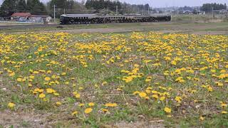 東北本線 485系9532M「ジパング平泉2号」 日詰～石鳥谷 2019年5月6日