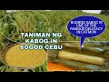 PAGSASAKA NG KABOG (MILLET) IN SOGOD | ONE OF THE FAMOUS DELICACY IN CATMON THE BUDBOD KABOG