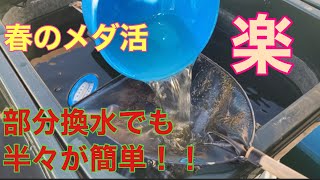 (メダカ)春楽しい！メダ活　部分換水