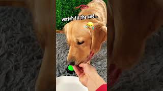 Funny Dog SLAPS Button 😂🐶