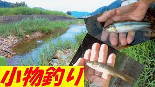 【大阪小物釣り 初心者】ヤバい！カワムツ・タカハヤ釣りやってみたら楽しくて癒された～🎵田舎暮らしの里川でストレス発散⁉️