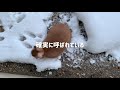 雪遊びに誘われたけど…外が寒すぎた　 951