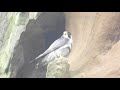 20200516 4 一直守候在一旁的遊隼親鳥，壓軸起飛～【深澳遊隼peregrine falcon】