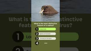 What is the most distinctive feature of a walrus? #WalrusQuiz