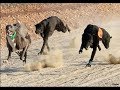 Greyhound Derby 2017 Box Derby Racing Greyhounds Racing 2017