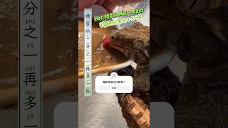 巨人守宮應該吃多少？放著自己吃要給多一點！ #青蛙爸爸 #reptiles #萌寵 #pet #leachianus #巨人守宮團購