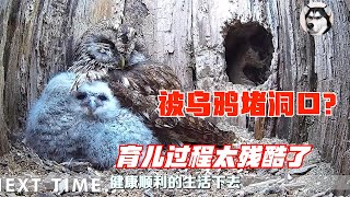 【脸红动物世界】猫头鹰夫妻找树洞下蛋，结果乌鸦拿树枝堵洞口，动物育儿太残酷了