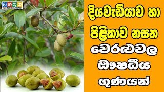 Health benefit of ceylon olive