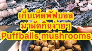 เก็บเห็ดพัฟบอลpuffballs mushrooms มาผัดกินง่ายๆแม่บ้านในอเมริกาอยู่อย่างพอเพียง