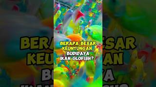 Budidaya Ikan Glofish #ikan #glofish #cupang #ikanhias