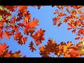 playlist 우리가 애타게 기다린 가을🍁｜이 계절에 듣는 k 발라드