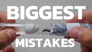 Top 7 Biggest Antkeeping Mistakes In 5 Minutes