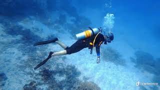 Great Barrier Reef 大堡礁潜水