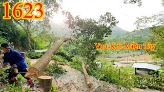 Thót tim ! Vua Khỉ Miền Tây bỏ chạy sau khi cưa hạ gốc nhiều cây trên đồi núi (2/2) Cutting trees