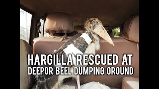 Hargilla, victim of illegal garbage dumping ground rescued near Deepor Beel dumping ground