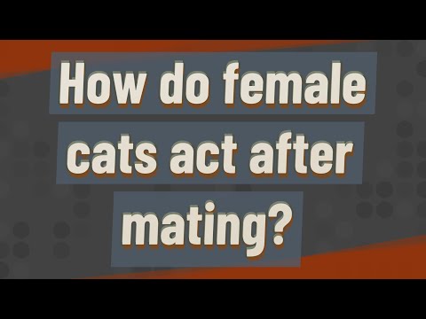 How do cats act after mating?