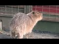 カピバラ　 羽村市動物公園 東京都