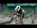 圓仔享用點心好滿足，圓仔最近越來越圓了？！🤣 熊貓貓熊the giant panda yuan yuan and yuan bao 台北市立動物園