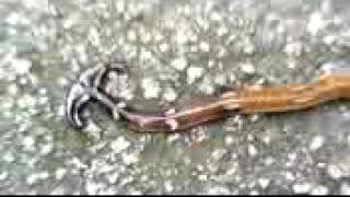 Unseen Incredible creatures of Nature.. Arrow worm or Two head worm i  garde