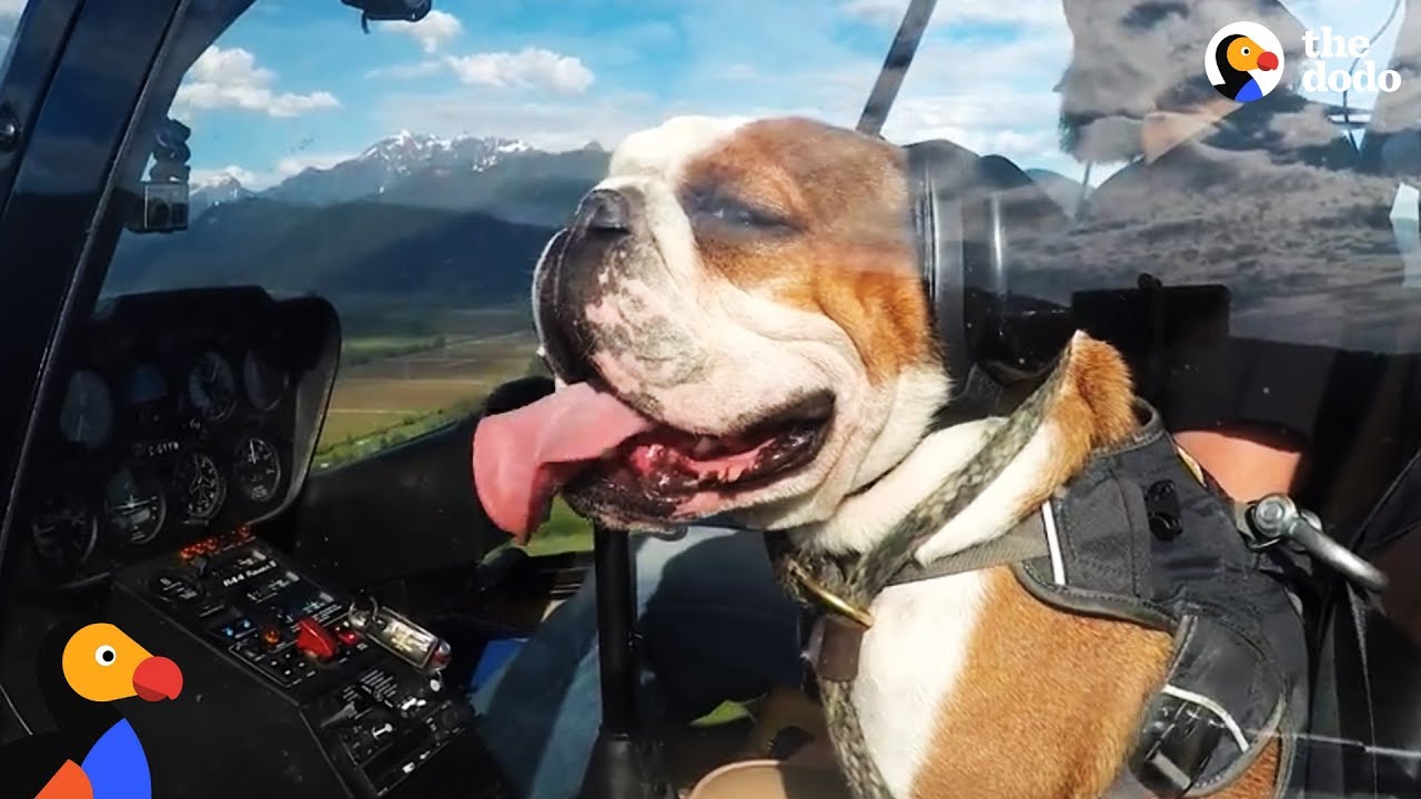 Dog Helicopter Memes